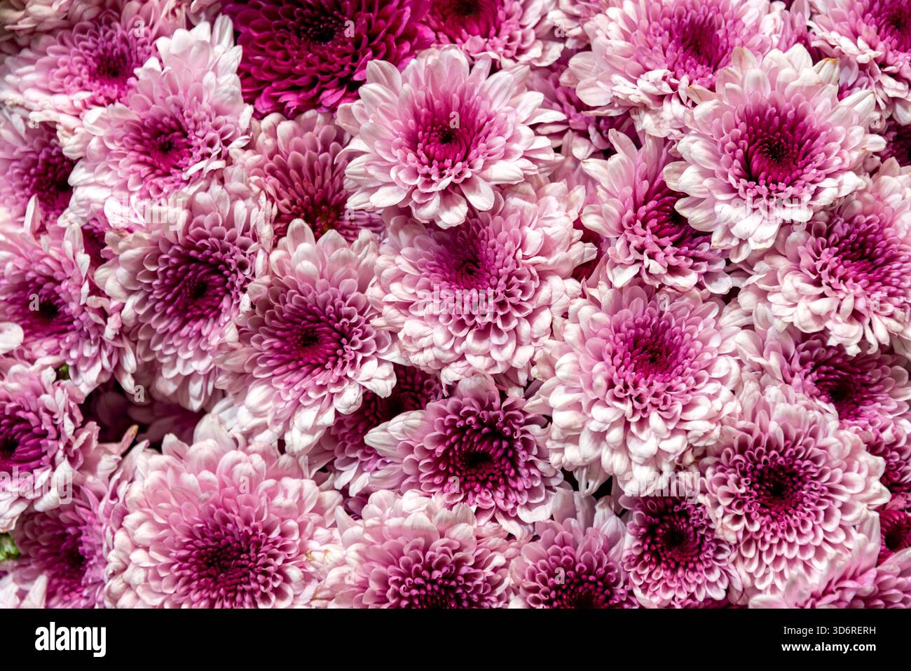 Marché aux fleurs de la Jamaïque à Mexico, Mexique Banque D'Images