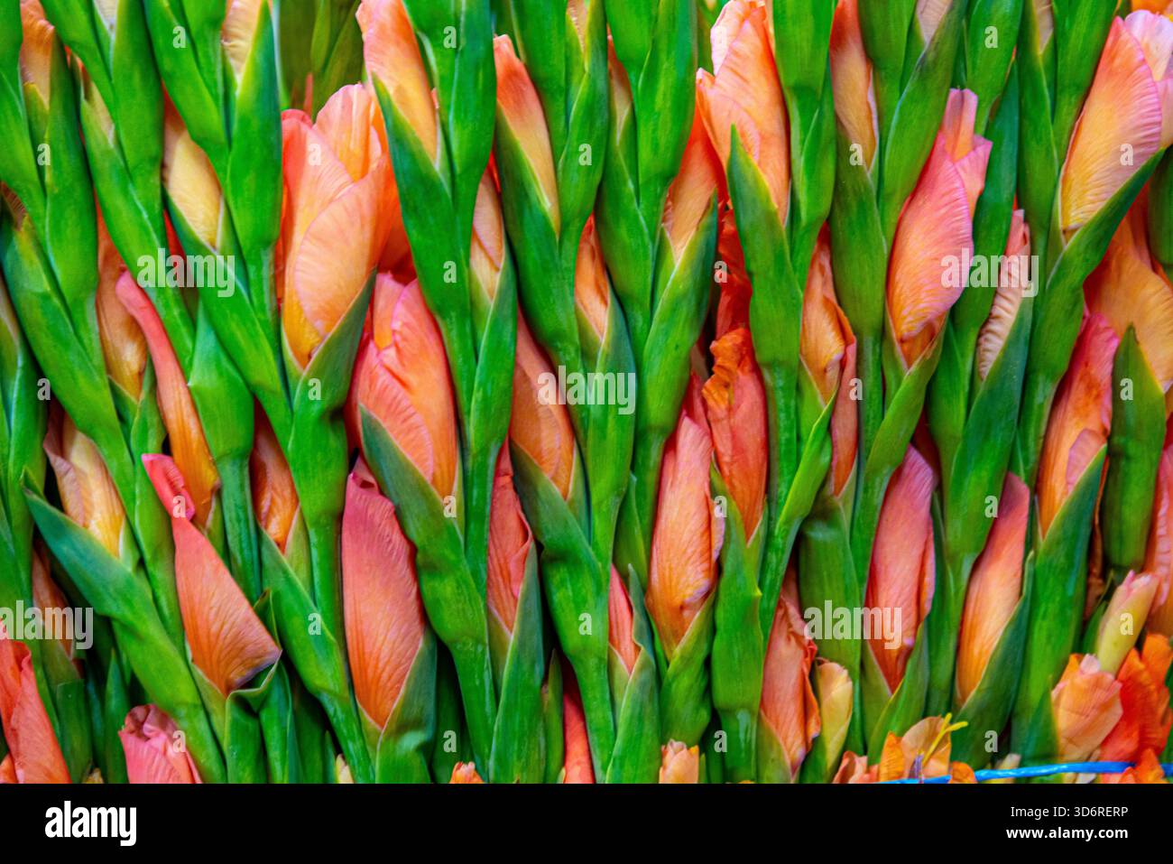 Marché aux fleurs de la Jamaïque à Mexico, Mexique Banque D'Images