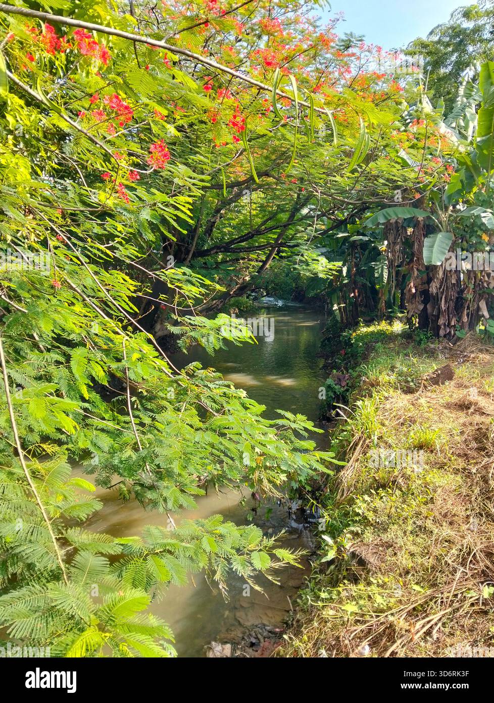Ruisseau serein traversant le feuillage tropical avec des fleurs rouges Banque D'Images