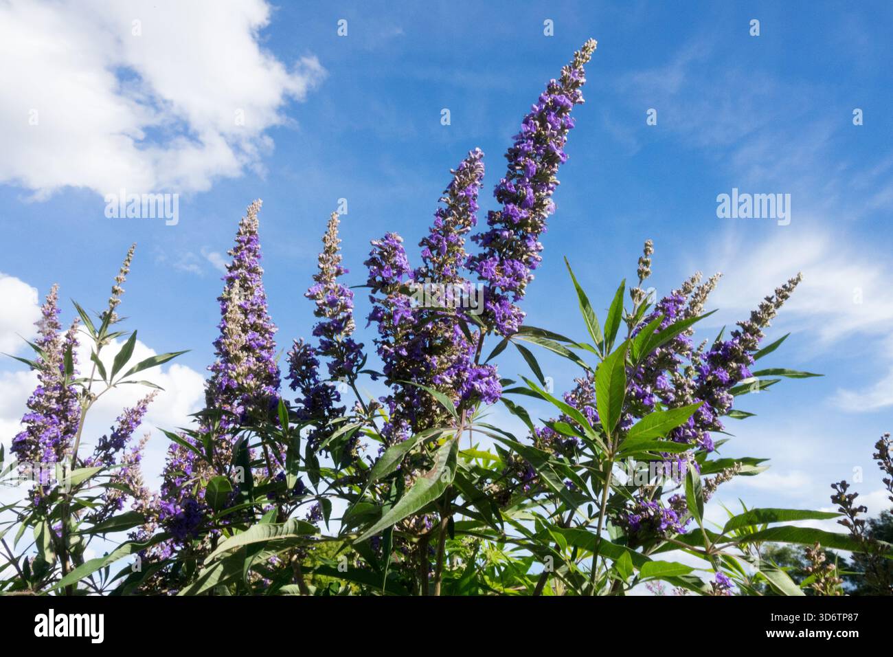 Vitex agnus castus 'Delta Blues' Chaste Tree Banque D'Images
