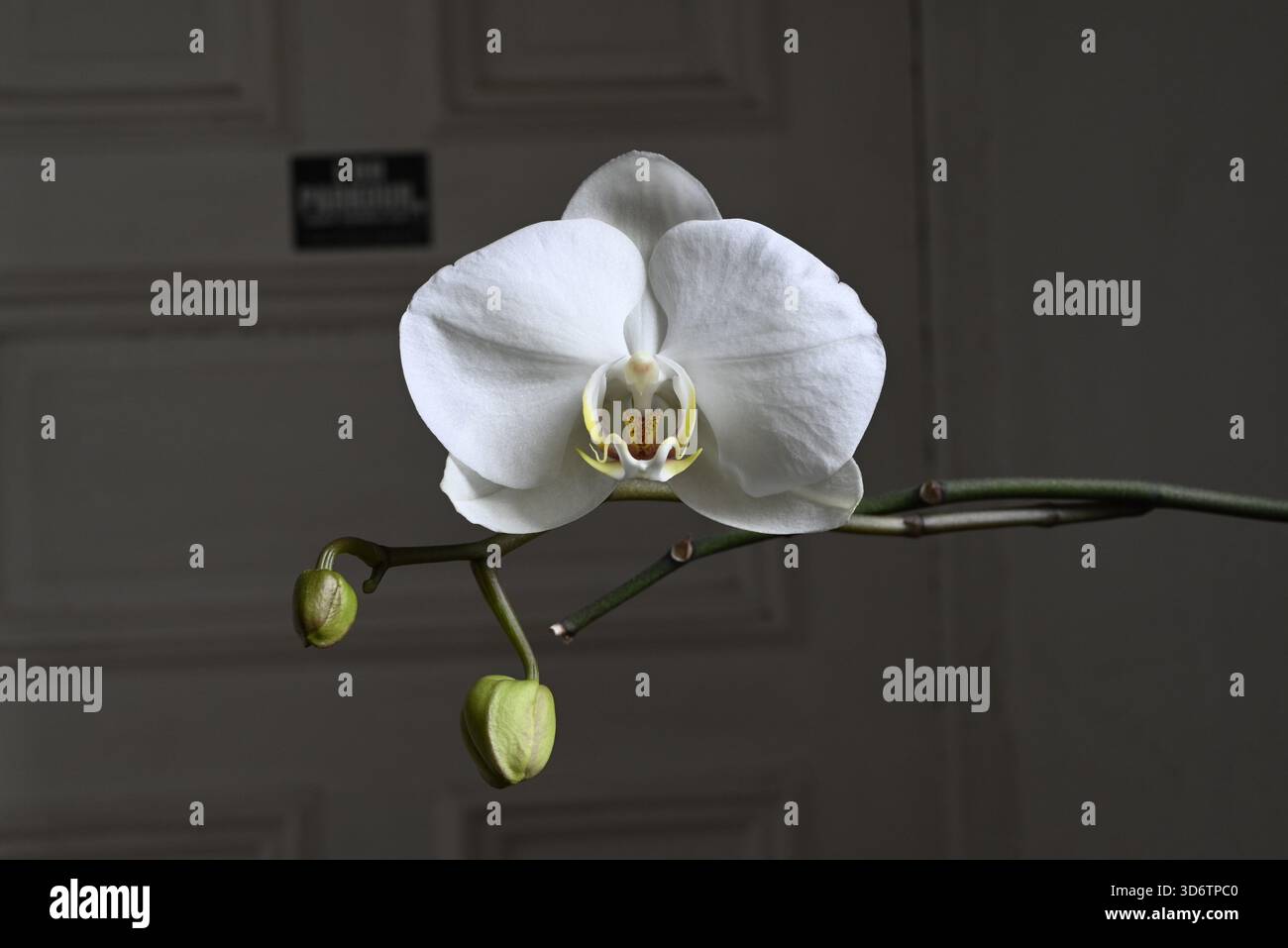 Détail de l'orchidée intérieure blanche, Allemagne Banque D'Images