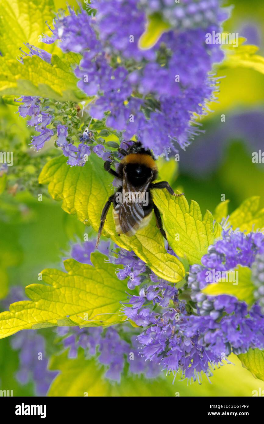 Bourdon sur fleur Caryopteris 'Hint of Gold' Banque D'Images