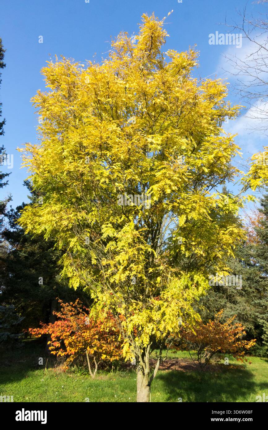Gleditsia triacanthos 'Elegantissima' épine Honeylocust Tree Banque D'Images