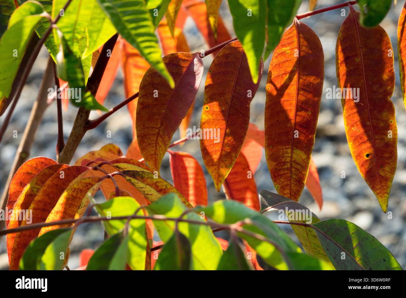 Sumac petit Sumach, Rhus sylvestris feuilles d'automne Banque D'Images