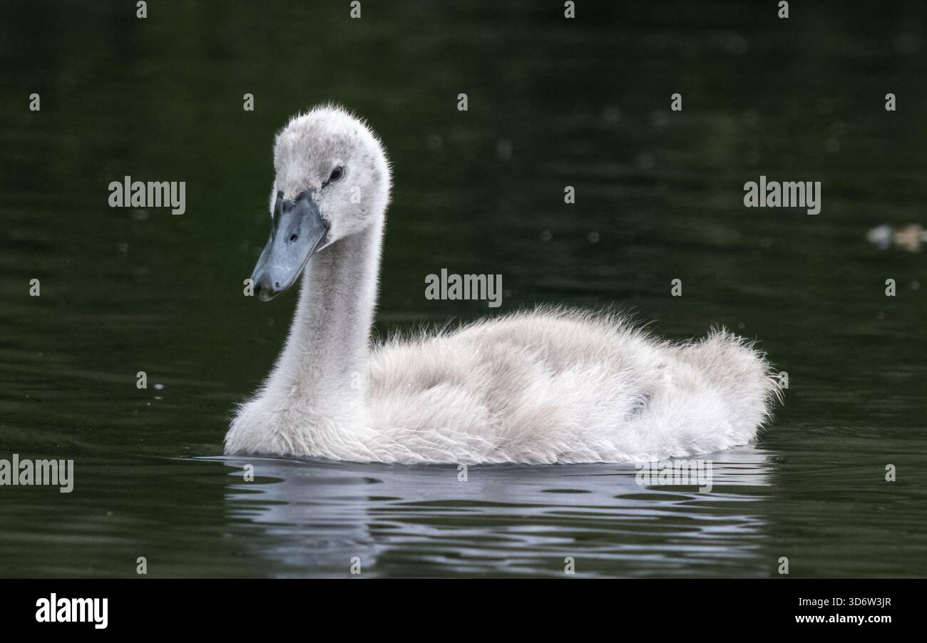 Cygne muet Cygnets Banque D'Images