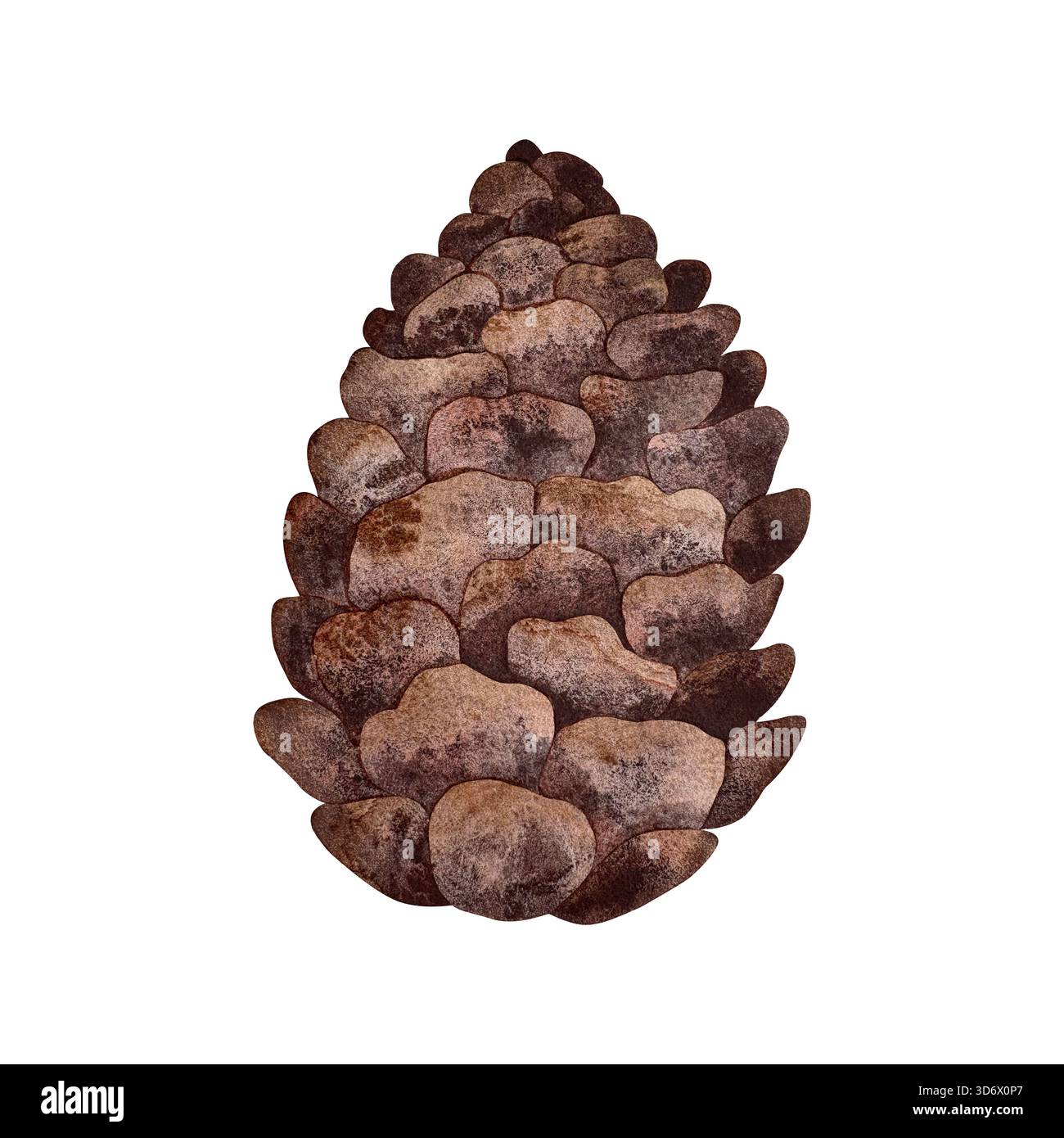 Pomme de pin aquarelle. Cône de pin brun isolé sur fond blanc. Banque D'Images