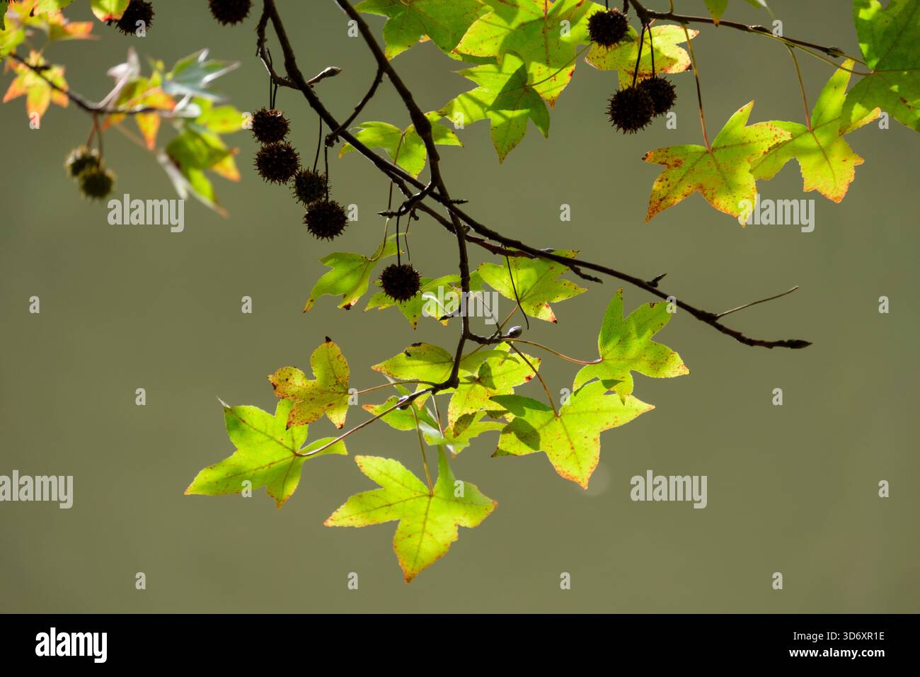 Sweetgum rétro-éclairé : vert contre la lumière dans le district de Sarıyer à Istanbul, Turquie Banque D'Images