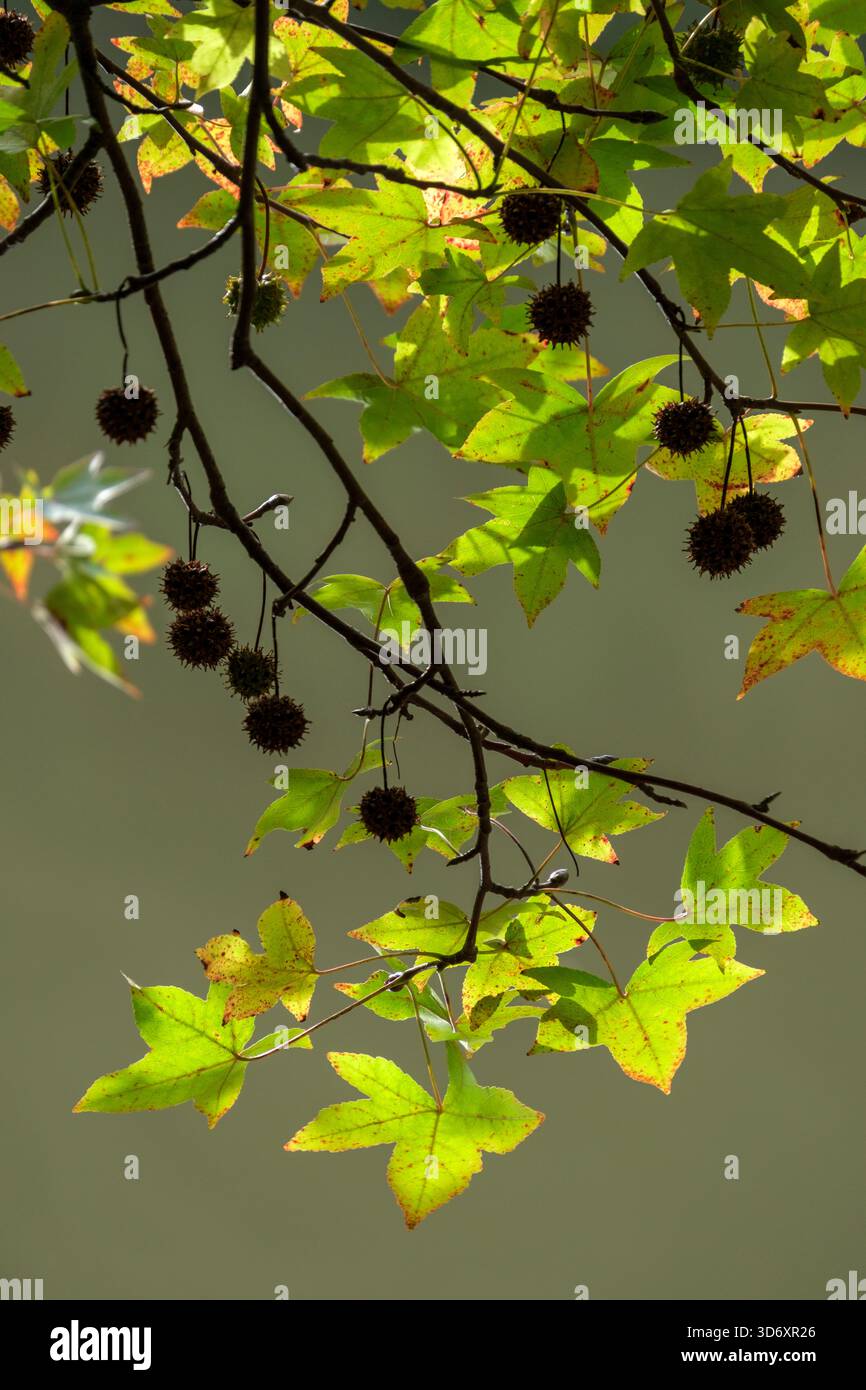 Sweetgum rétro-éclairé : vert contre la lumière dans le district de Sarıyer à Istanbul, Turquie Banque D'Images
