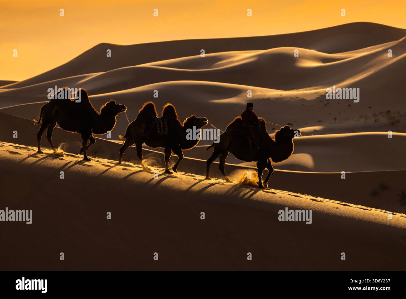 Train de chameaux sur le désert de Gobi à Khongor 'Singing Sand Dunes' au coucher du soleil, Mongolie Banque D'Images