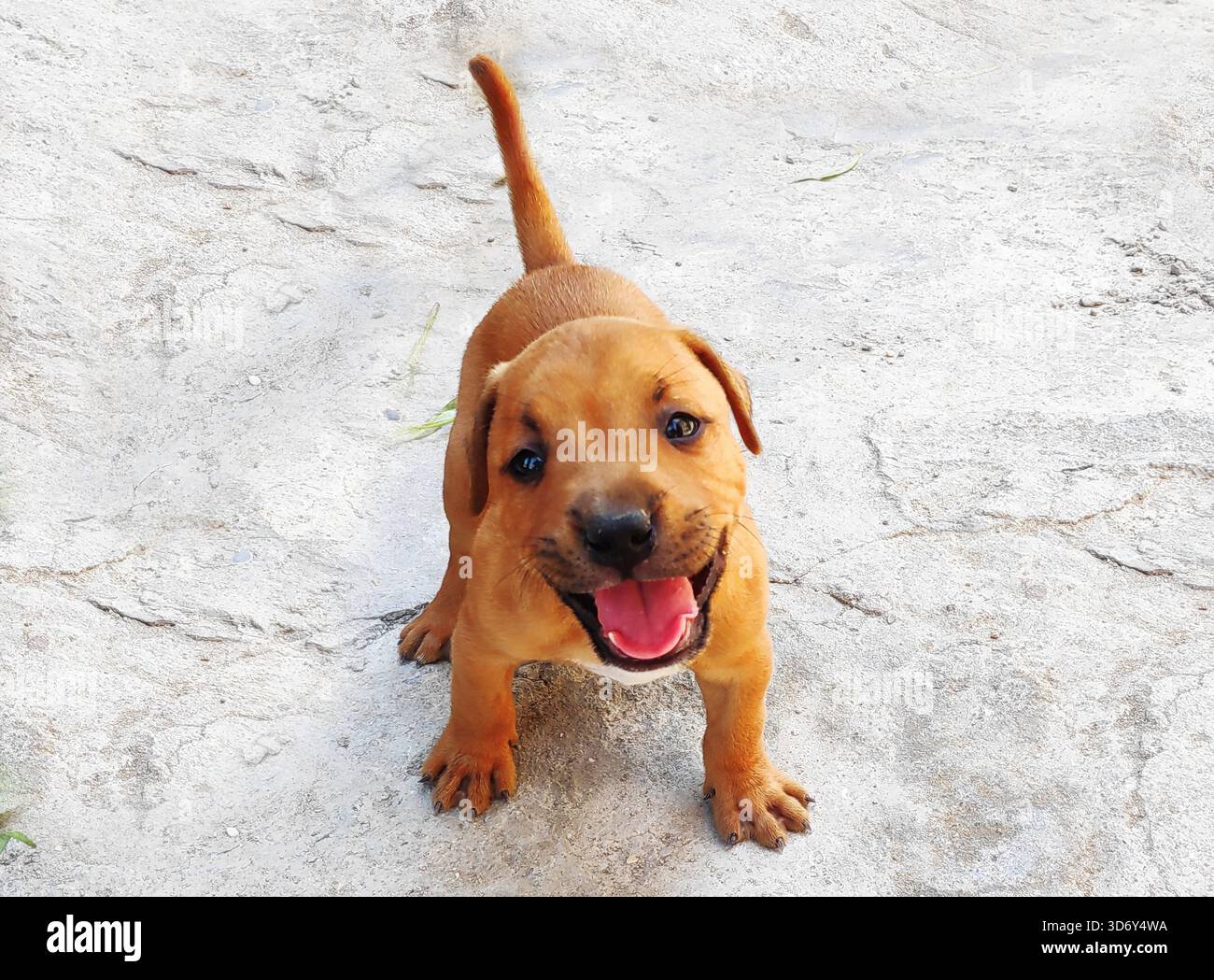 pit bull chiots brun clair dans la cour Banque D'Images