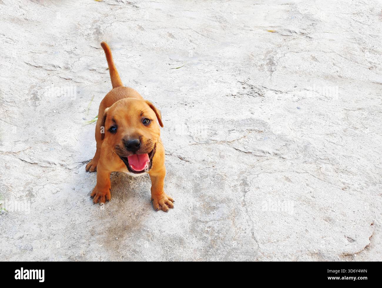 pit bull chiots brun clair dans la cour Banque D'Images