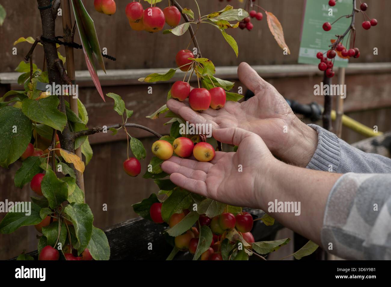 Petites pommes rouges sur une branche, couchées dans les paumes des hommes et des femmes âgés Banque D'Images