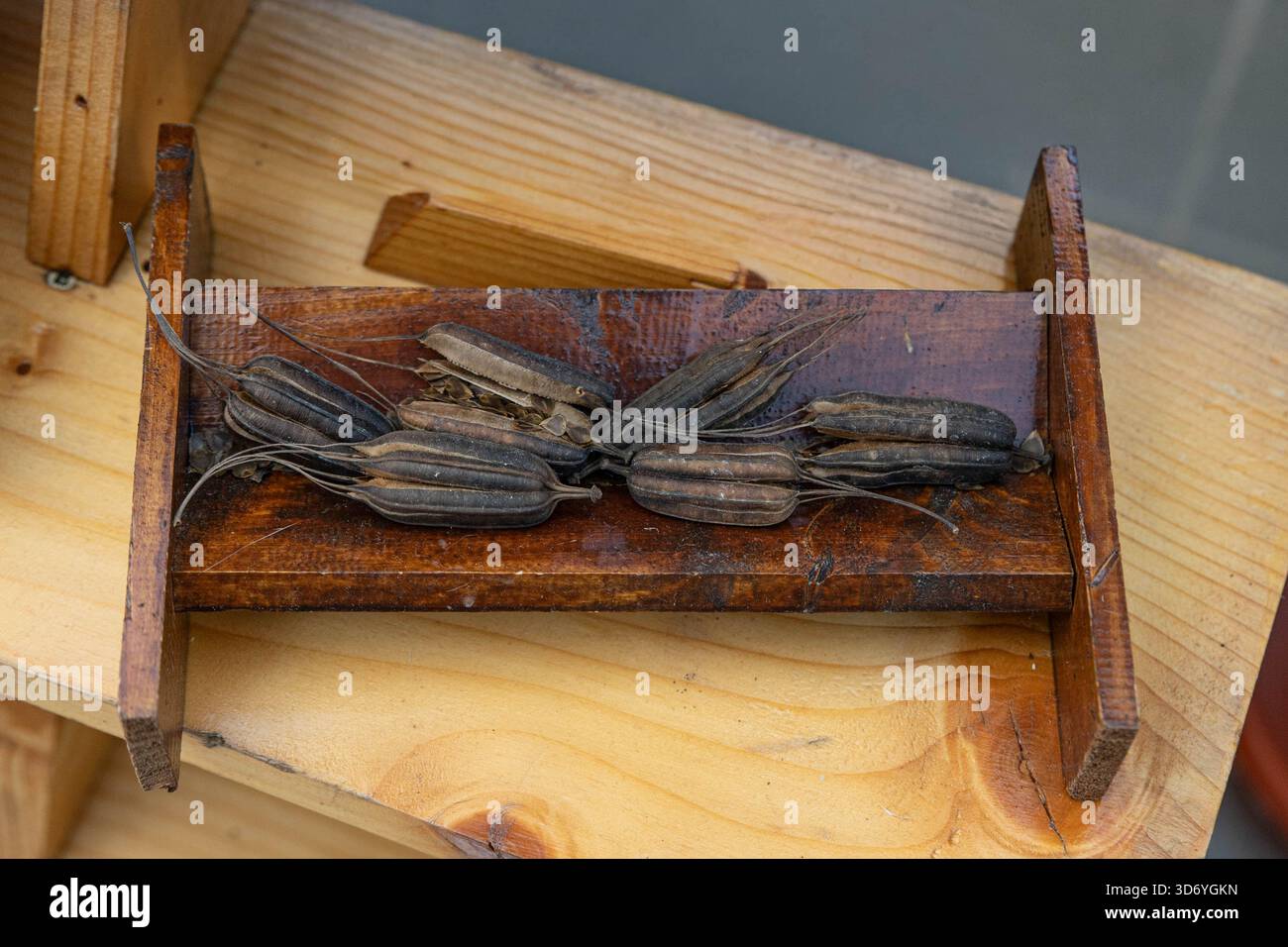 Les glandes périnéales de rat musqué séchées sont exposées sur un stand en bois. Les glandes allongées brun foncé sont disposées soigneusement sur une base polie. Banque D'Images
