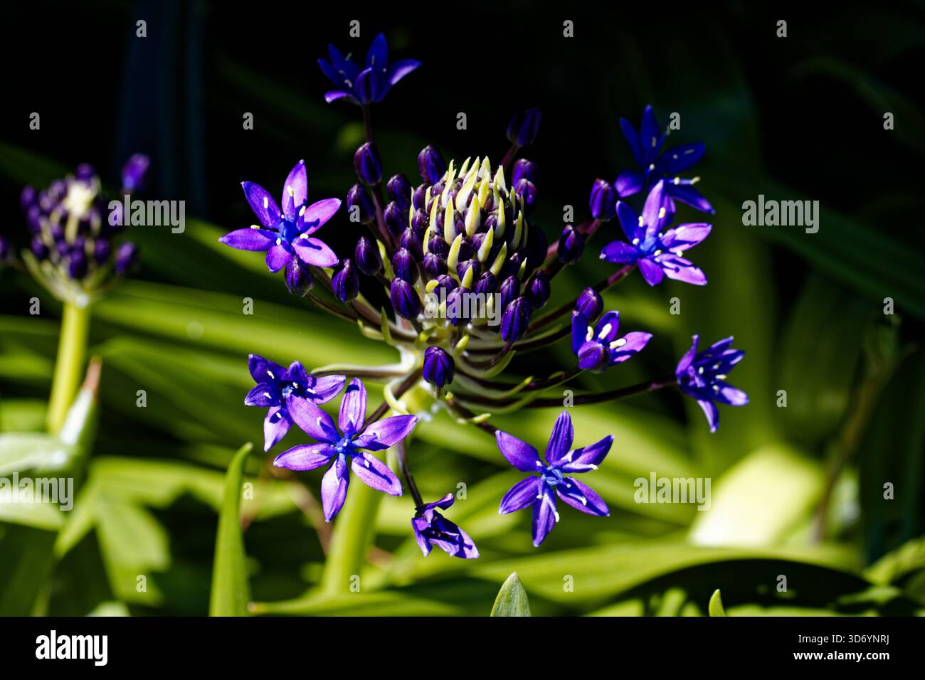 Scilla peruviana (Oncostema peruviana), le lis cubain, jacinthe péruvienne ou courge portugaise, est une espèce de Scilla originaire de Méditerranée. Banque D'Images