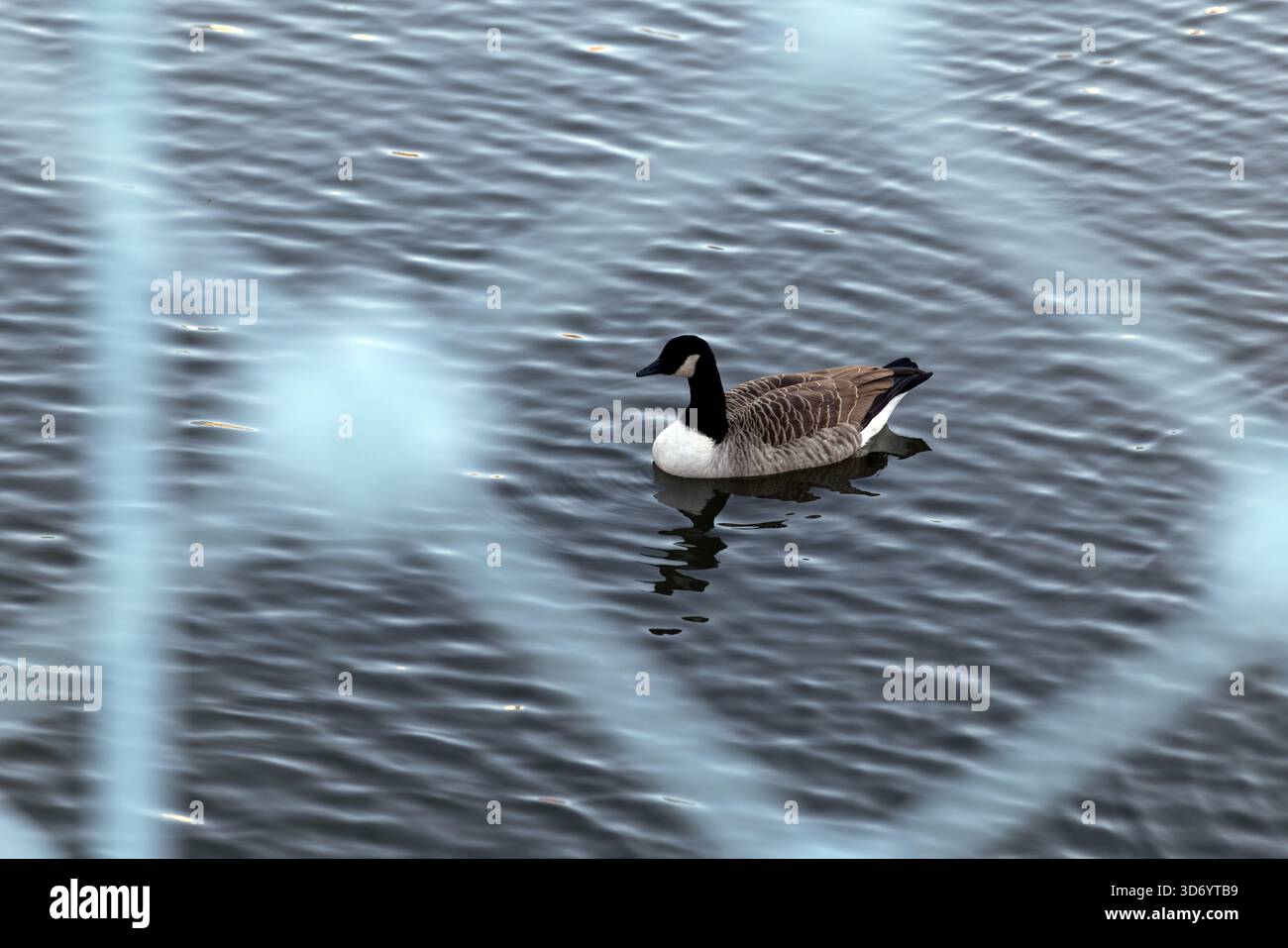 Canada Goose flottant sur Rippling Water Boston public Garden Banque D'Images