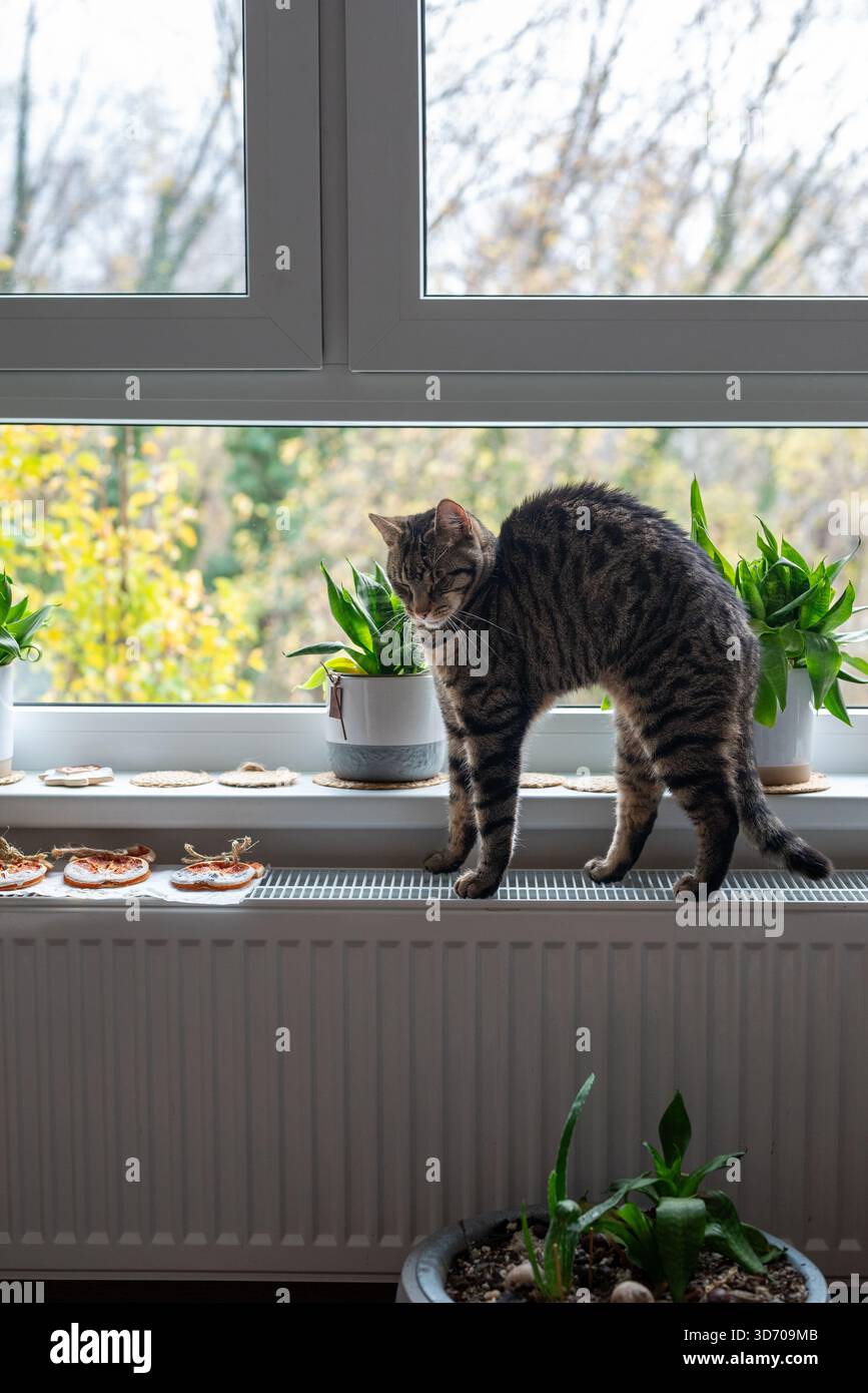 Chat Tabby avec dos arqué debout sur le radiateur sous la fenêtre avec des plantes en pot et des tranches d'orange séchées, animal curieux appréciant la chaleur à la maison, Banque D'Images