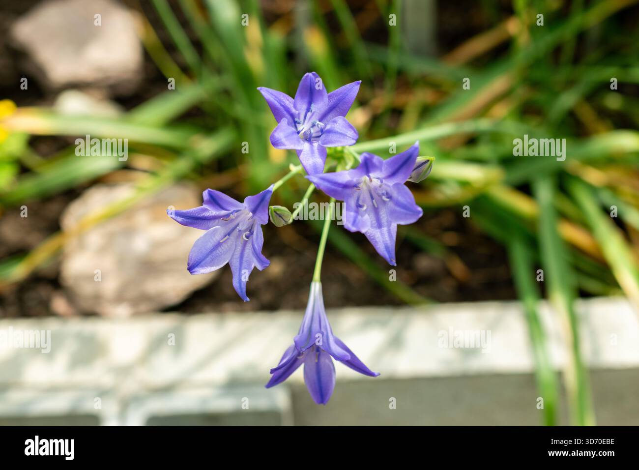 Saint-Gall, Suisse, 13 juin 2025 Triteleia laxa ou plante d'arachide au jardin botanique Banque D'Images
