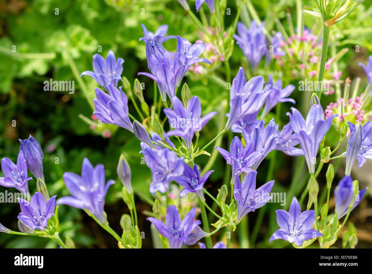 Saint-Gall, Suisse, 13 juin 2025 Triteleia laxa ou plante d'arachide au jardin botanique Banque D'Images
