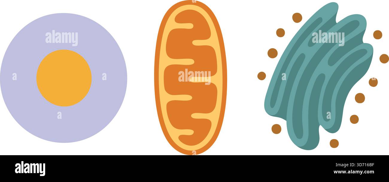 Un trio d'icônes scientifiques rondes montrant une section transversale cellulaire, une mitochondrie et une bactérie sur un fond clair Illustration de Vecteur