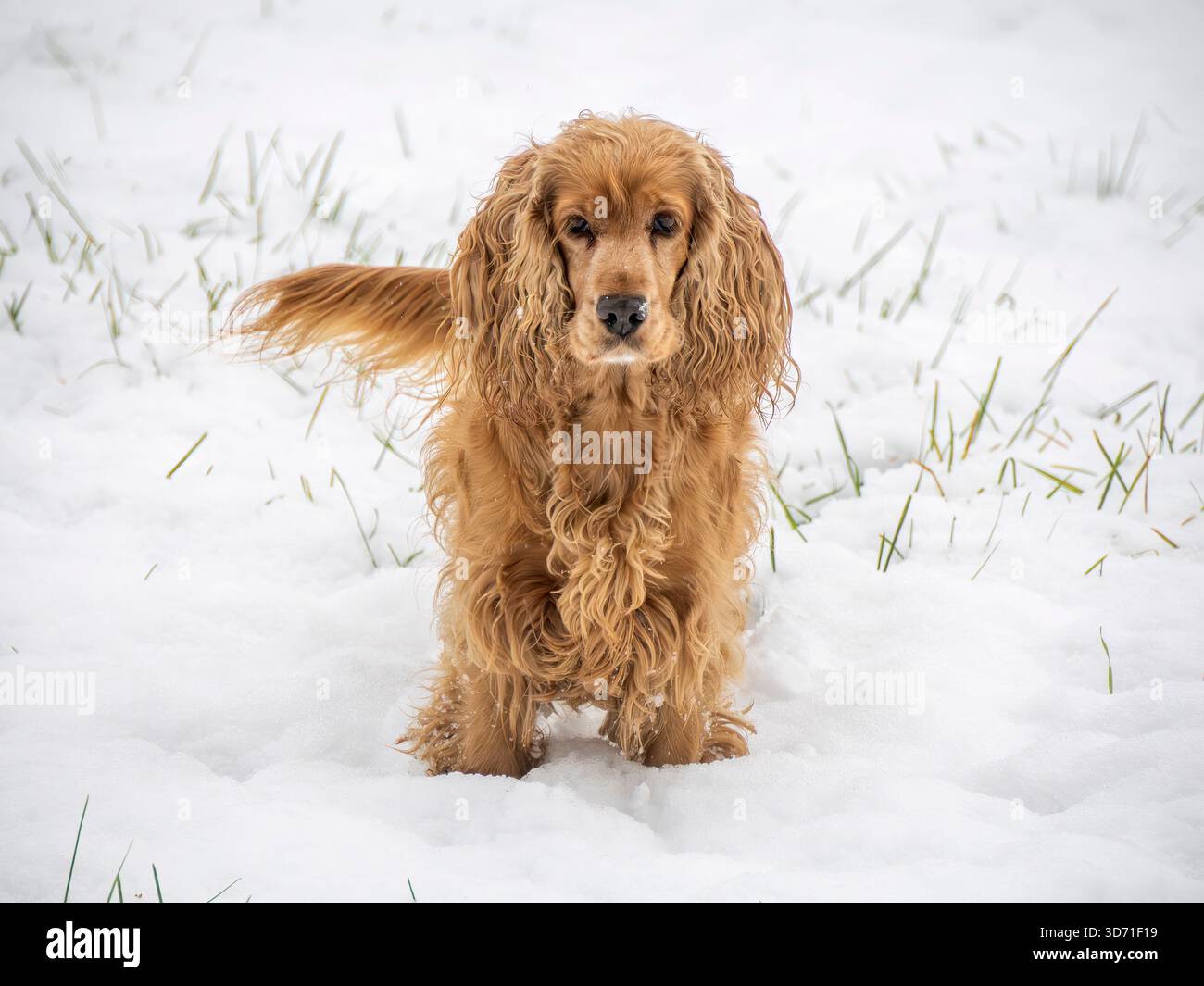 joyeux épaniel cocker dans la neige Banque D'Images