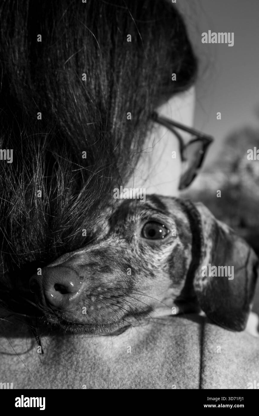 teckel chiot, petit chien dans la bature d'automne Banque D'Images