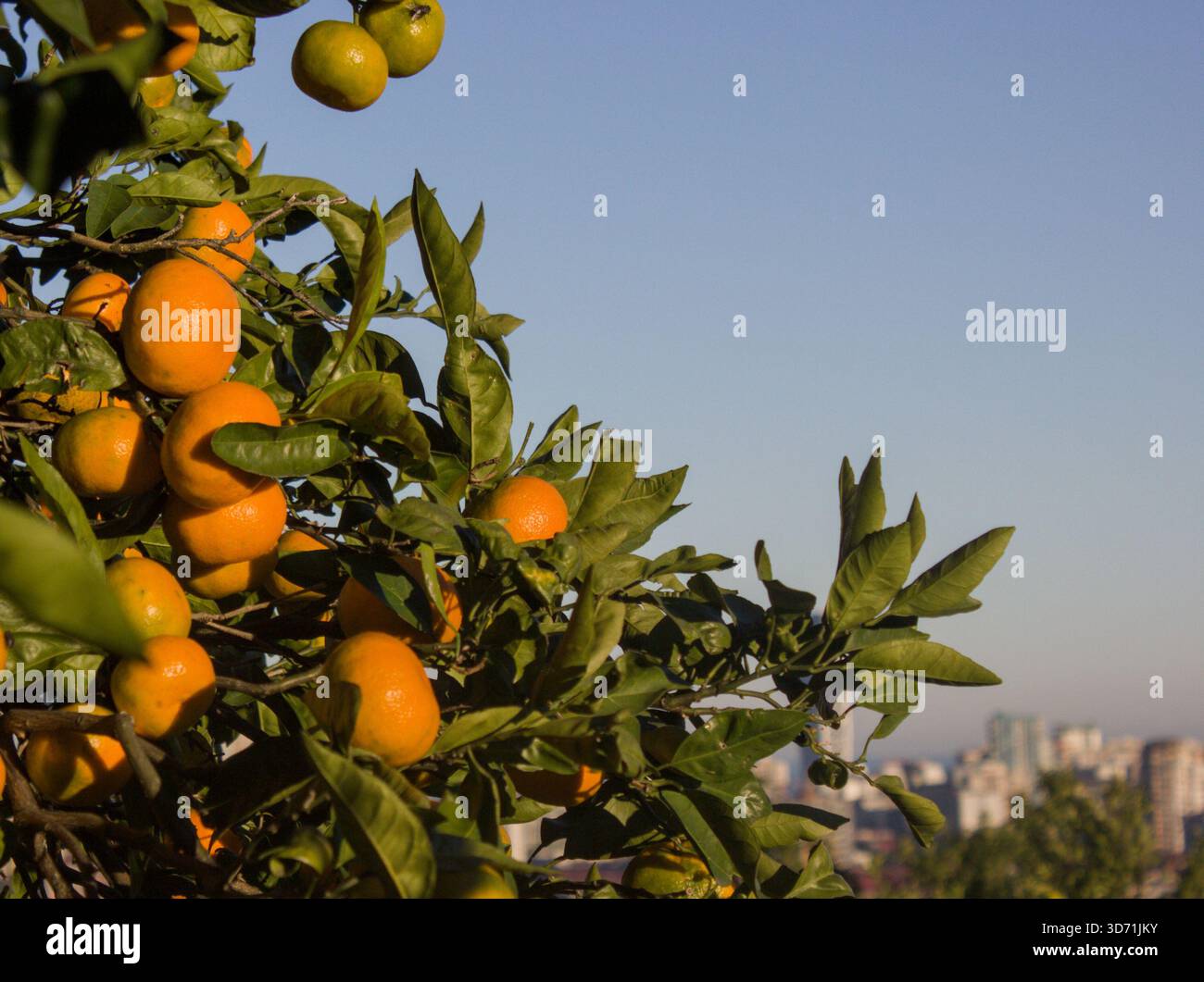 Oranges mûres suspendues sur une branche d'agrumes en plein soleil naturel Banque D'Images