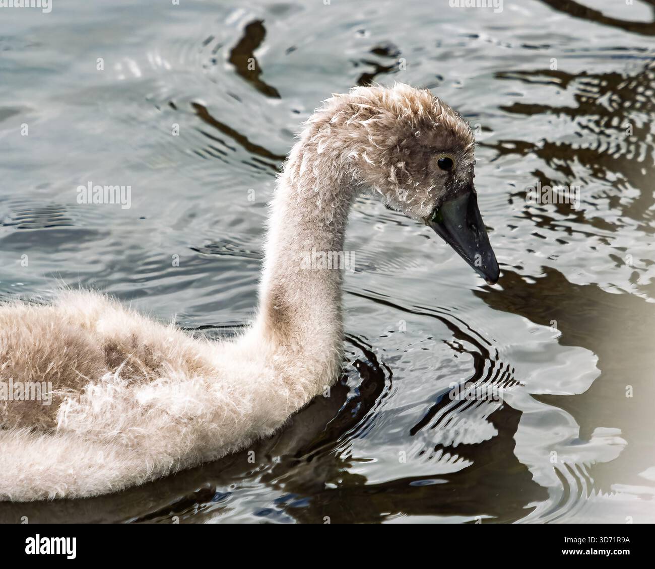 Ce gros plan capture la tendre beauté d'un jeune cygne alors qu'il explore son environnement aquatique. Banque D'Images