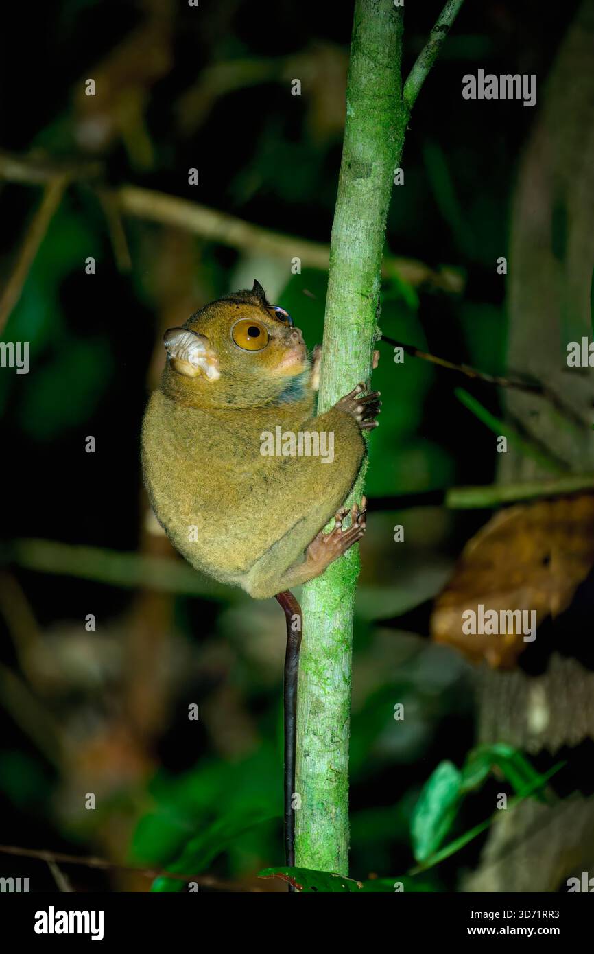 Tarsier de Horsfield (Cephalopachus bancanus) ou tarsier occidental grimpant une branche d'arbre, Bornéo, Malaisie Banque D'Images