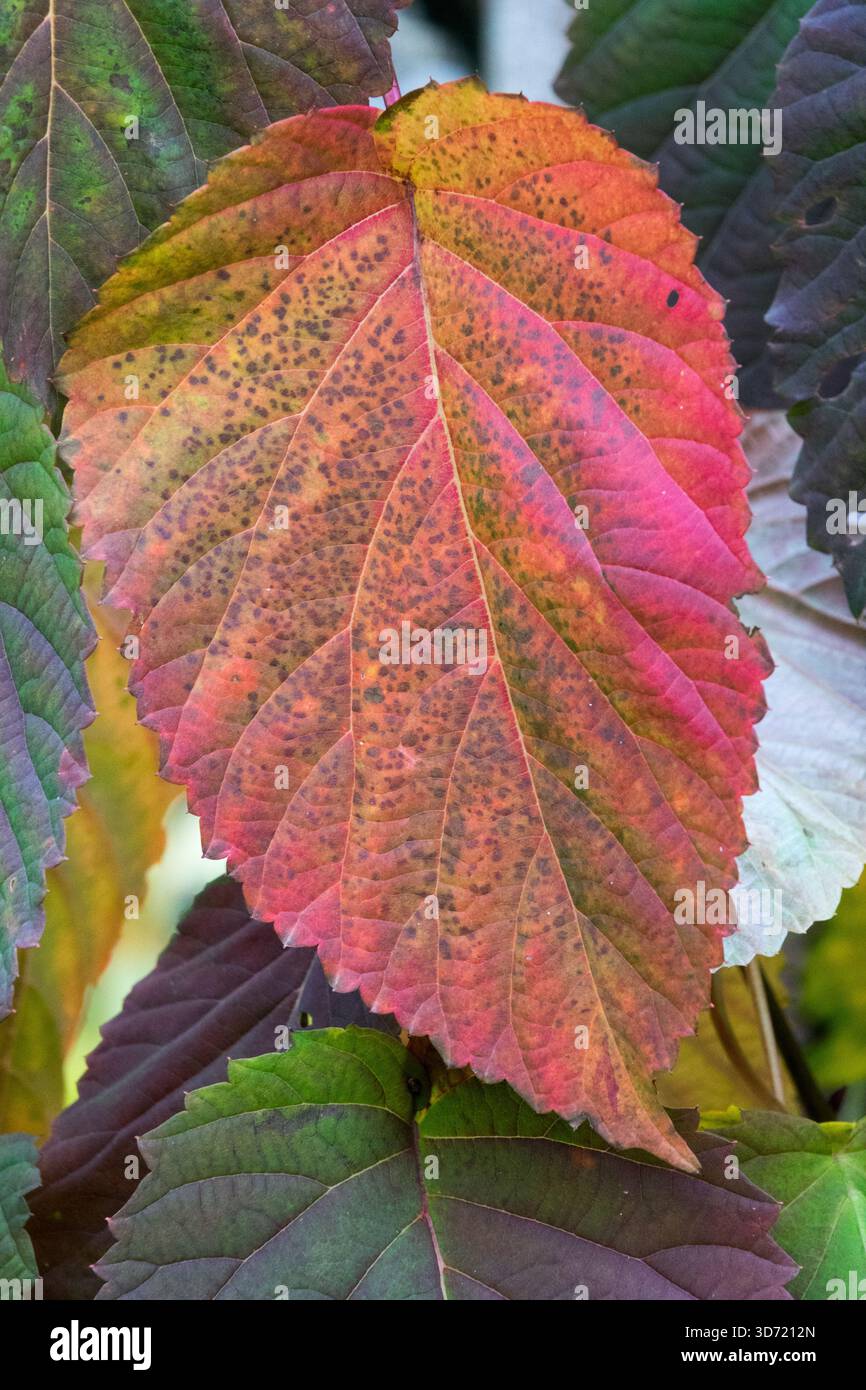 Automne grande feuille Davidia involucrata 'Vilmoriniana' Dove Tree Banque D'Images
