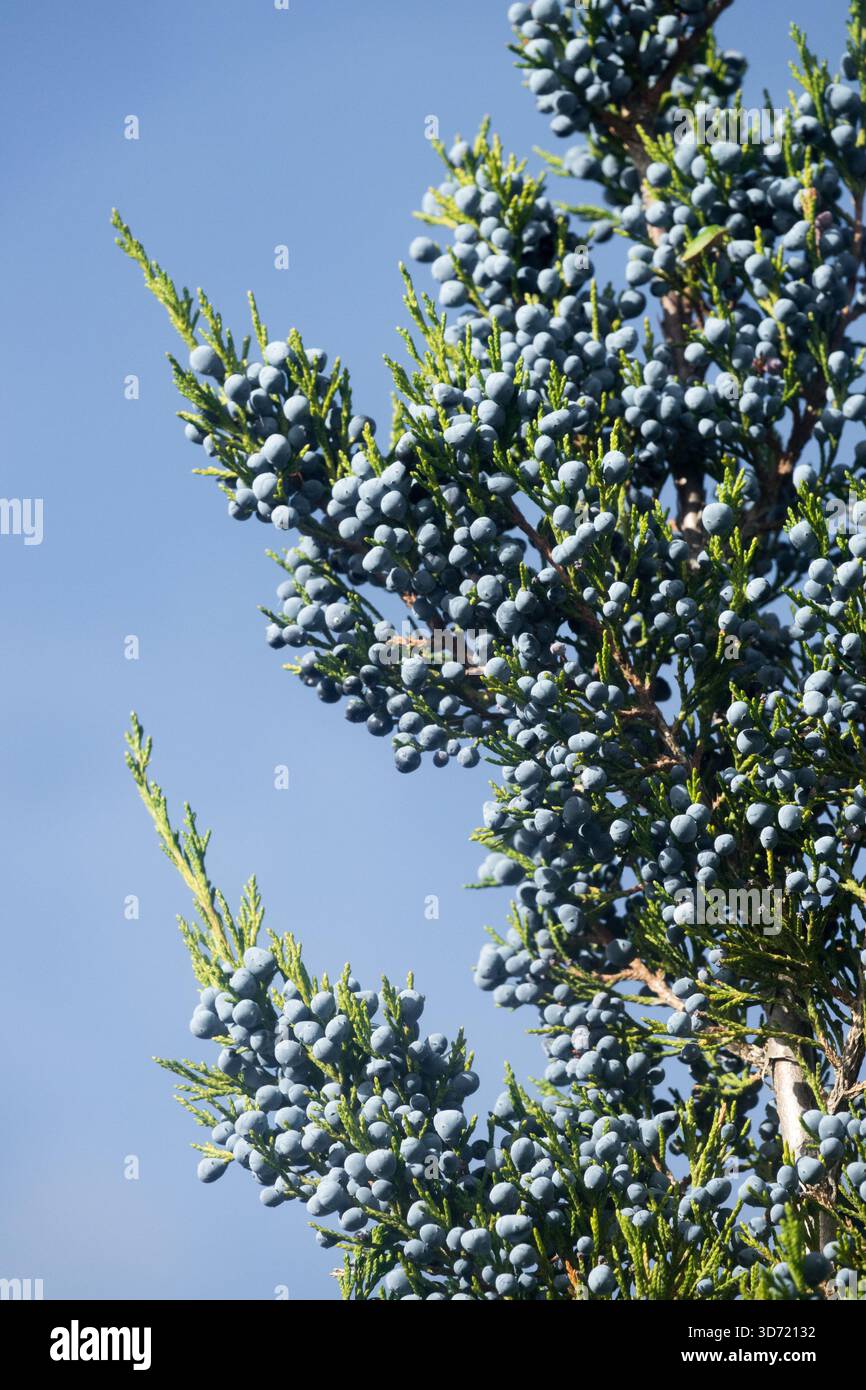 Baies sur un genévrier des montagnes Rocheuses, Juniperus scopulorum, ciel bleu. Banque D'Images