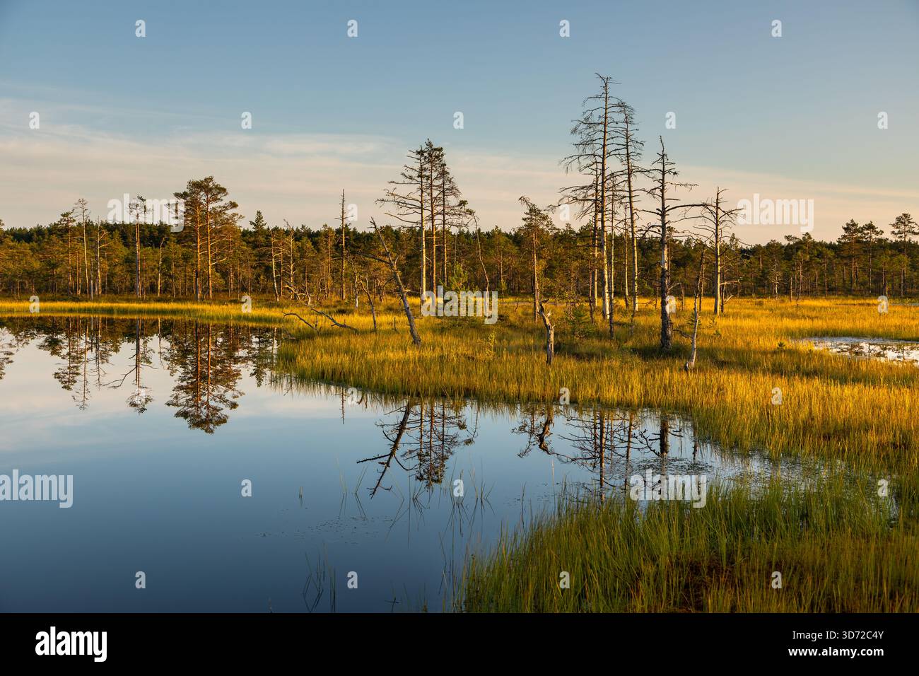 Petits étangs et végétation de tourbières de pins éclairés par la lumière chaude du coucher de soleil dans le parc national de Lahemaa, Estonie. Banque D'Images