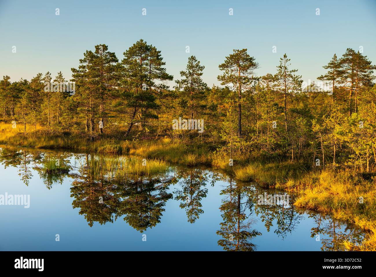 Petits étangs et végétation de tourbières de pins éclairés par la lumière chaude du coucher de soleil dans le parc national de Lahemaa, Estonie. Banque D'Images