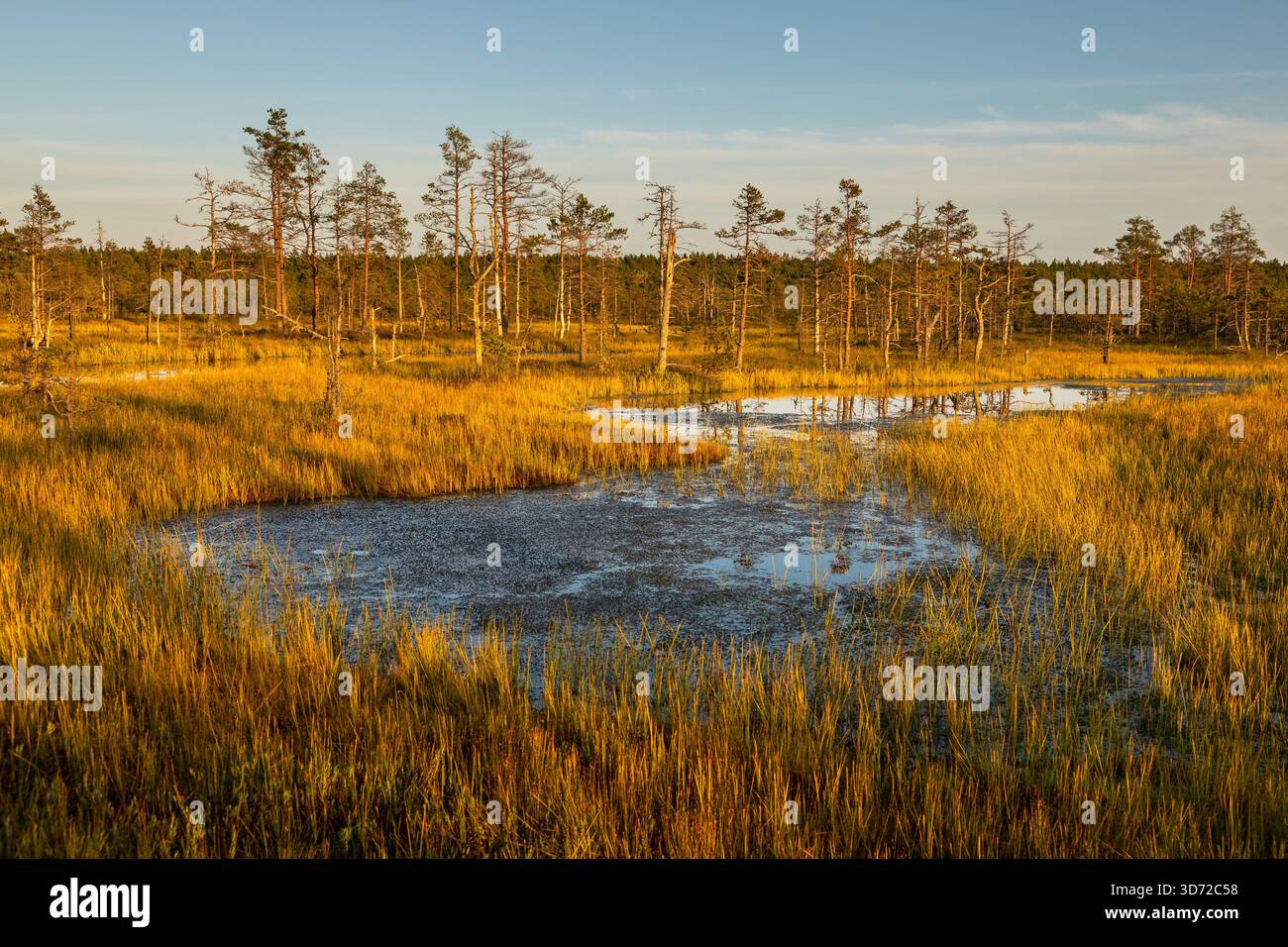 Petits étangs et végétation de tourbières de pins éclairés par la lumière chaude du coucher de soleil dans le parc national de Lahemaa, Estonie. Banque D'Images