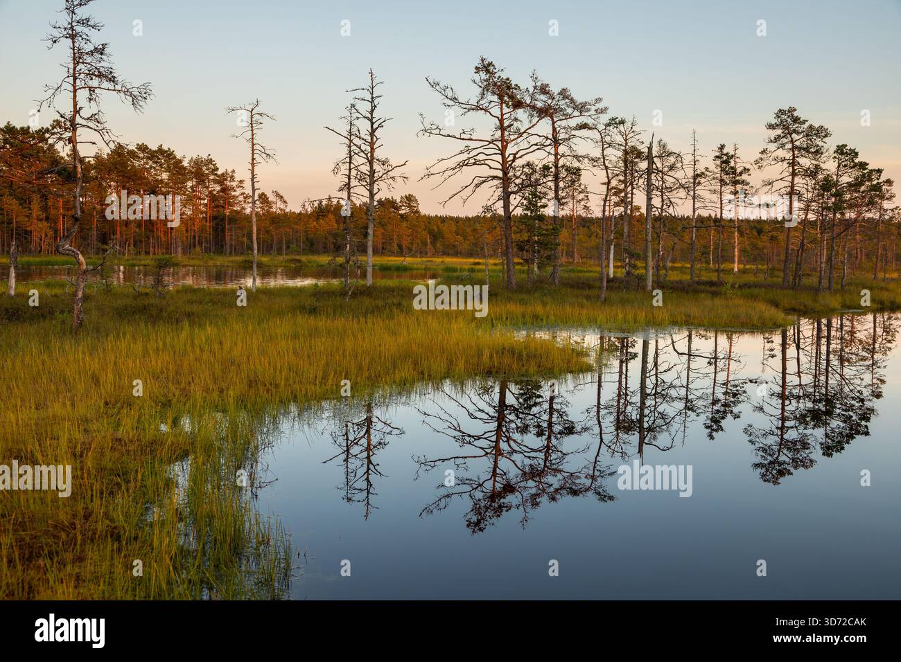 Petits étangs et végétation de tourbières de pins éclairés par la lumière chaude du coucher de soleil dans le parc national de Lahemaa, Estonie. Banque D'Images