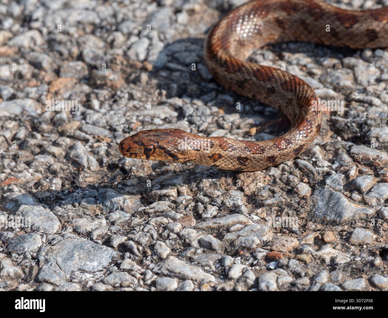 La couleuvre râtelière européenne (Zamenis situla) ou serpent léopard, est une espèce de serpent coluhybride non venimeux originaire du sud-est de l'Europe et de l'ouest de l'Anatolie Banque D'Images