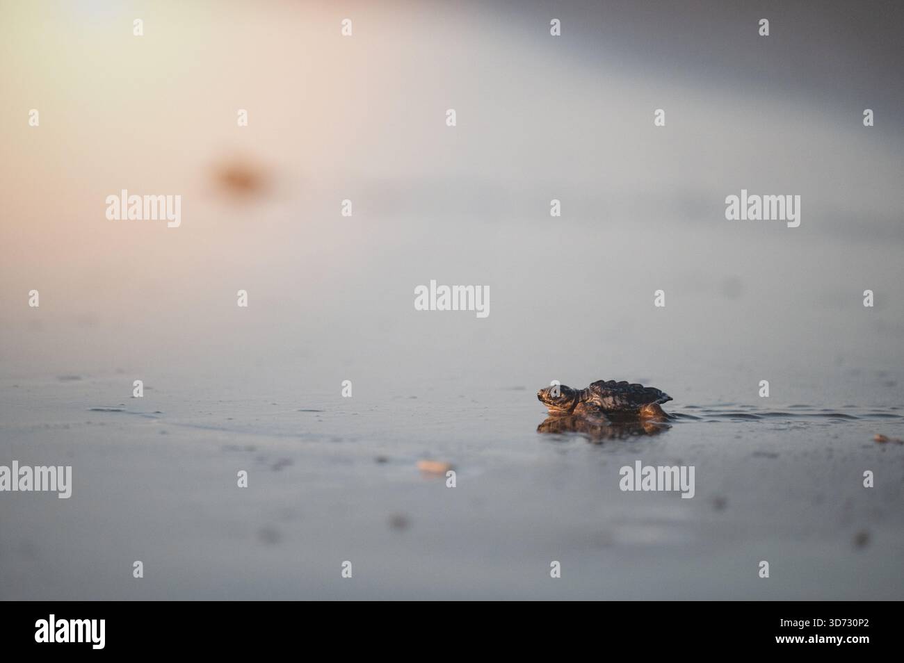 Gros plan de bébé tortue marcher sur le sable humide jusqu'à l'eau de l'océan Banque D'Images