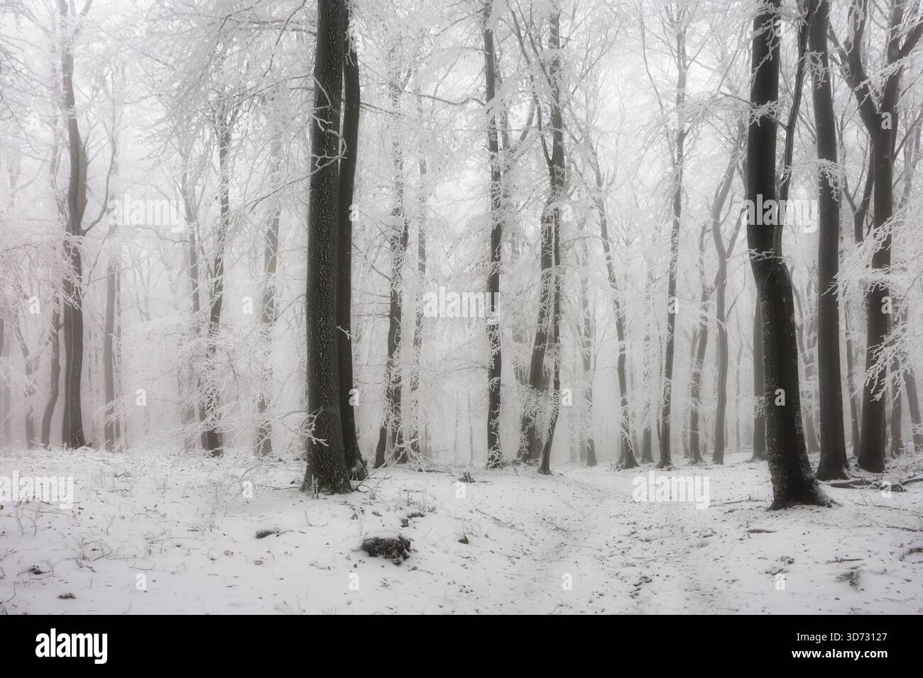 Vue sur les montagnes dans le brouillard en hiver en forêt Banque D'Images