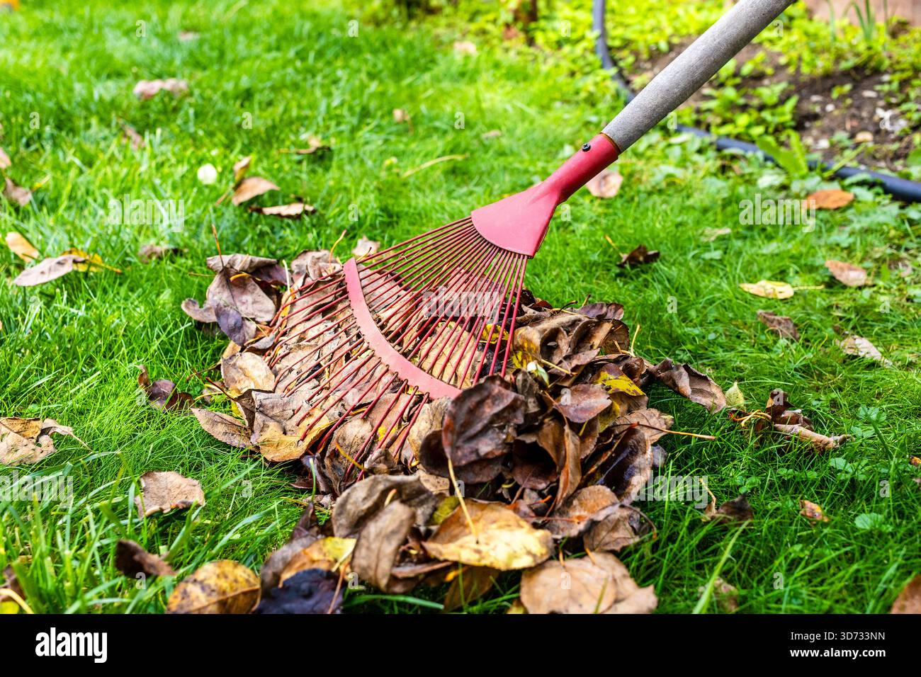 le râteau en éventail rouge rassemble les feuilles mortes sur la pelouse verte le jour d'automne Banque D'Images