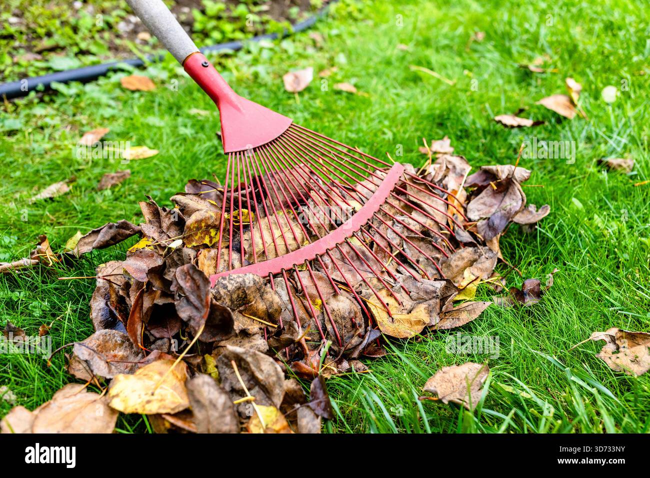 le râteau à feuilles rouges rassemble les feuilles mortes sur la pelouse verte le jour d'automne Banque D'Images