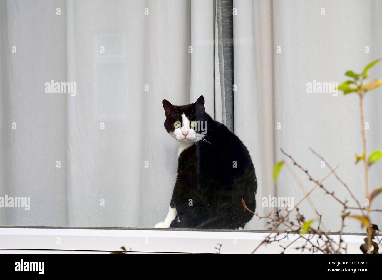Un chat surpris regardant par une fenêtre, Royaume-Uni Banque D'Images