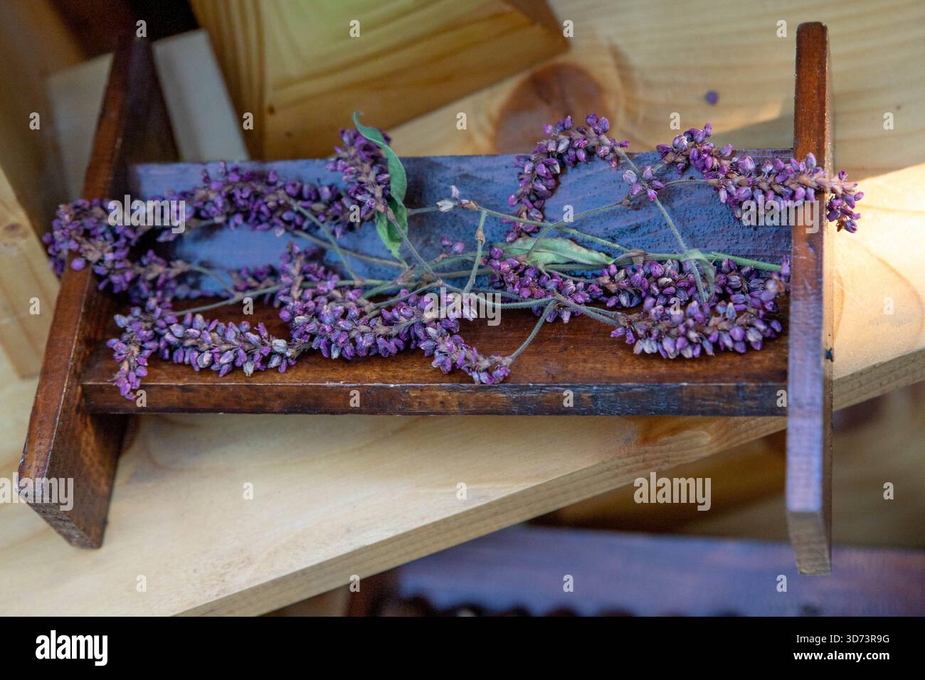 Les fleurs violettes sont disposées sur une étagère en bois à l'intérieur d'une structure en bois rustique. Les fleurs sont disposées sur une planche de bois horizontale avec des supports Banque D'Images