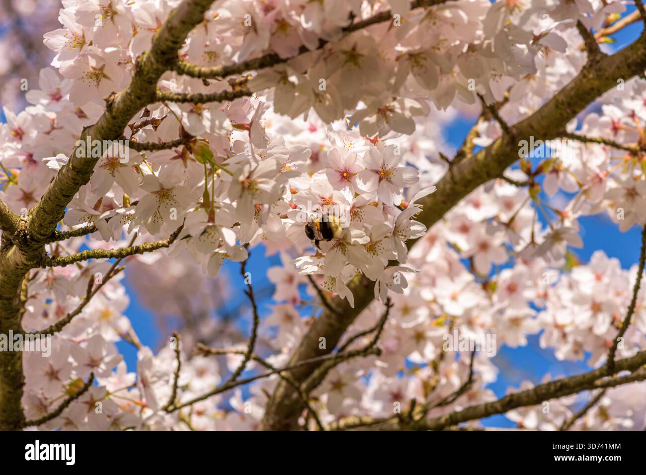 Un bourdon dans un arbre en fleurs Banque D'Images