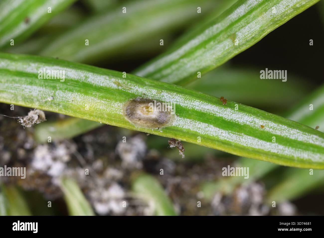 COccaches, appelés écailles molles, cire ou tortue. Une femelle sur une aiguille de sapin. Banque D'Images