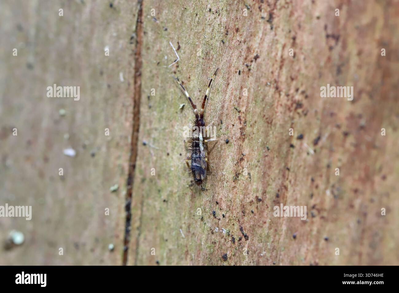 Orchesella flavescens est une espèce de queue de printemps mince de la famille des Entomobryidae. Un insecte sur du bois d'épinette mort dans la forêt. Banque D'Images