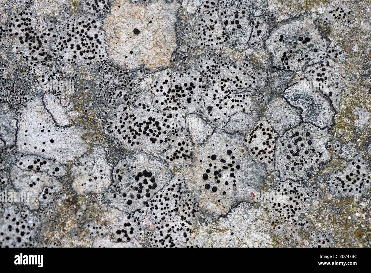 Un complexe de lichens rocheux dans les montagnes. Gros plan d'un rocher couvert de lichens. Banque D'Images