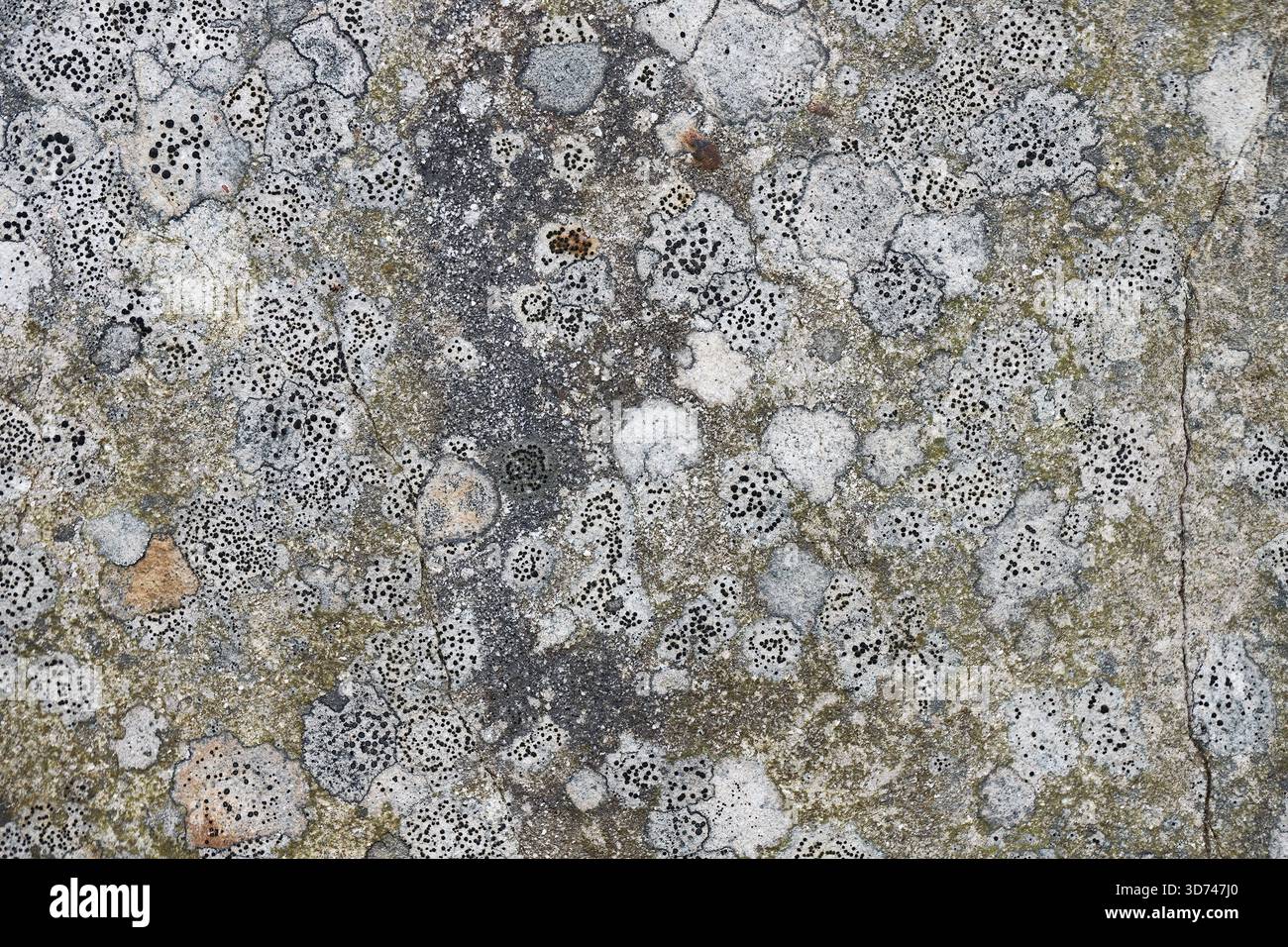 Un complexe de lichens rocheux dans les montagnes. Gros plan d'un rocher couvert de lichens. Banque D'Images