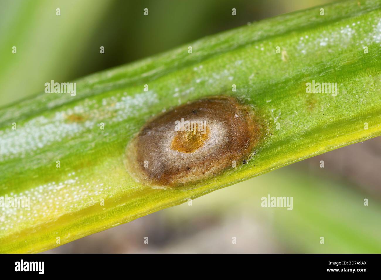 COccaches, appelés écailles molles, cire ou tortue. Une femelle sur une aiguille de sapin. Banque D'Images