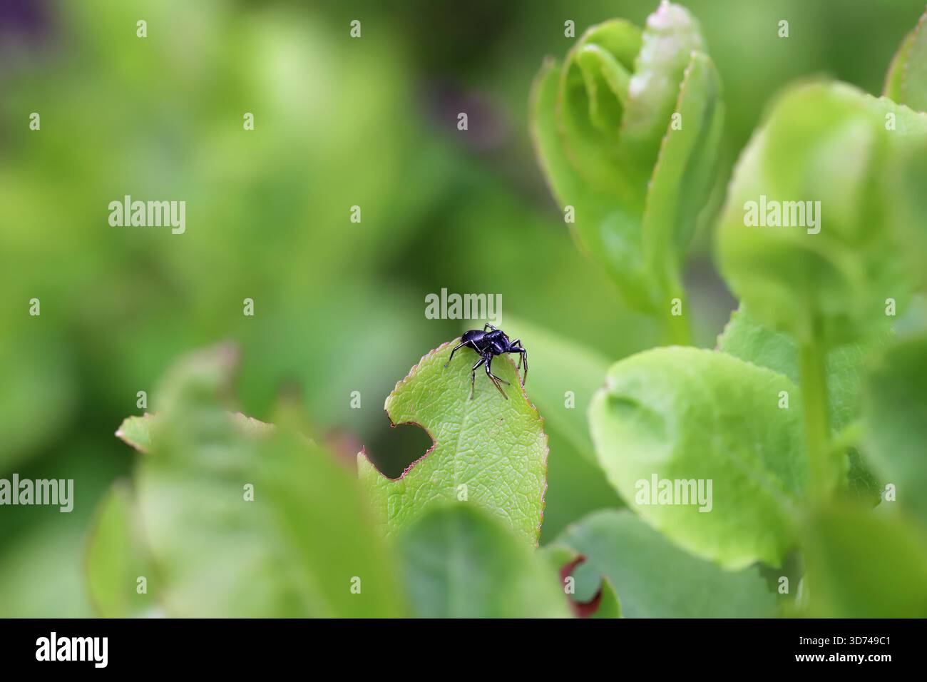 Une araignée sautante dans son habitat naturel sur des buissons de bleuets dans une forêt d'épicéas dans les montagnes. Banque D'Images