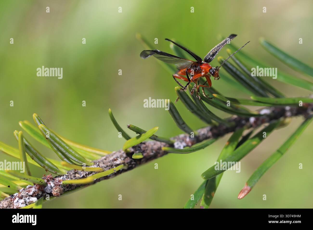 Cantharis fusca, le coléoptère soldat sombre qui s'envole d'une branche de sapin. Banque D'Images