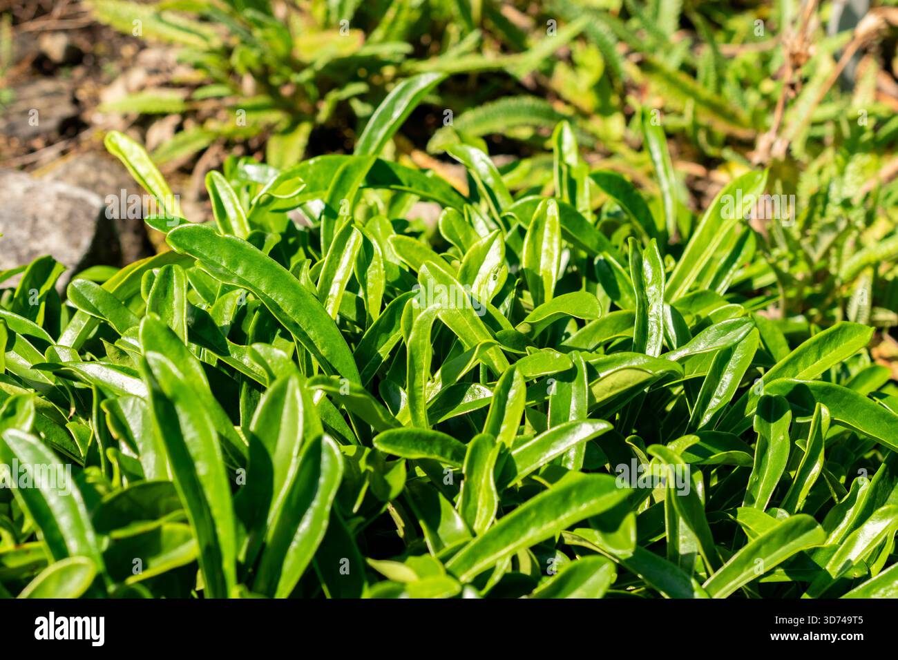 Saint-Gall, Suisse, 18 août 2025 plante Globularia gracilis au jardin botanique Banque D'Images